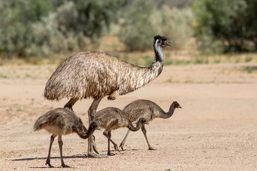 emu động vật biểu tượng của nước úc