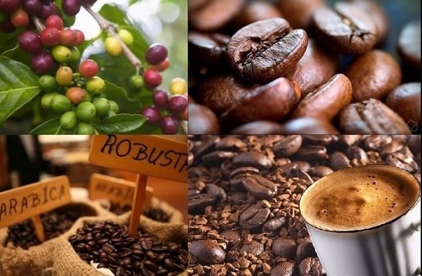 nước nhập khẩu cà phê lớn nhất thế giới